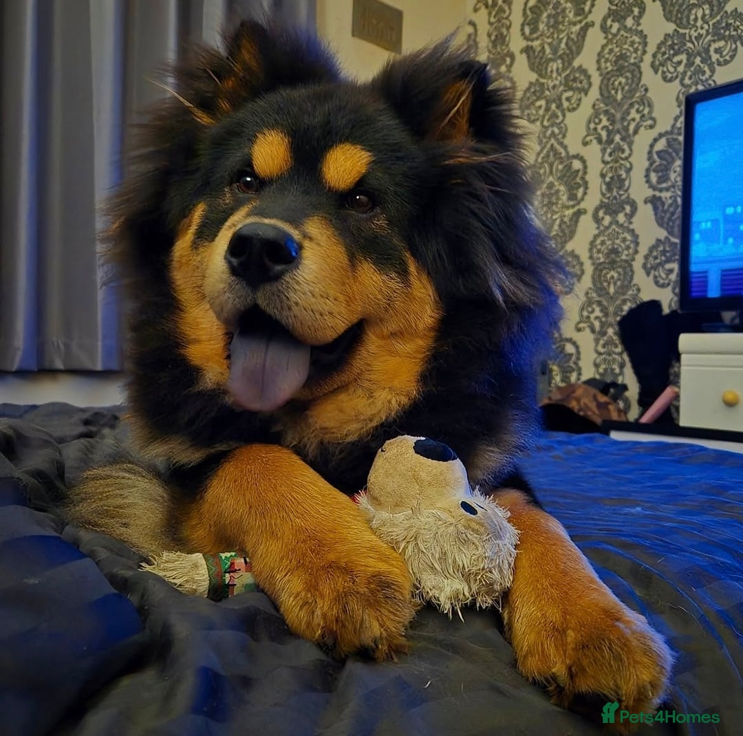 Chow Chow dogs for sale: Genuine Teddy Bear Chowski Puppies - Image 39