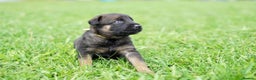 Belgian Shepherd Dog dogs for sale: Belgian Mallinois pups due - Advert 6