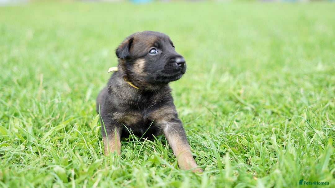 Belgian Shepherd Dog dogs for sale: Belgian Mallinois pups due - Advert 6