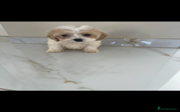 Cavapoo dogs for sale: Stunning Blenheim F1 Cavapoo’s puppies  - Image 4
