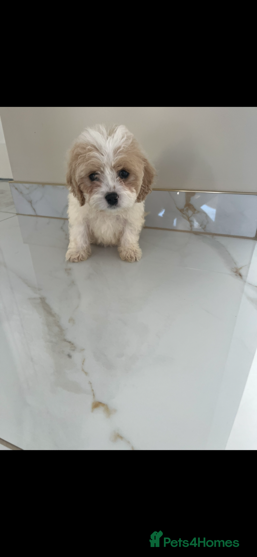 Cavapoo dogs for sale: Stunning Blenheim F1 Cavapoo’s puppies  - Image 4