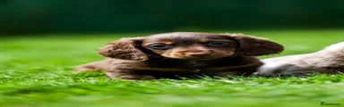 Miniature Dachshund 1