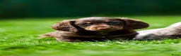 Miniature Dachshund dogs for sale: Miniature dachshunds boys and girls  - Advert 6