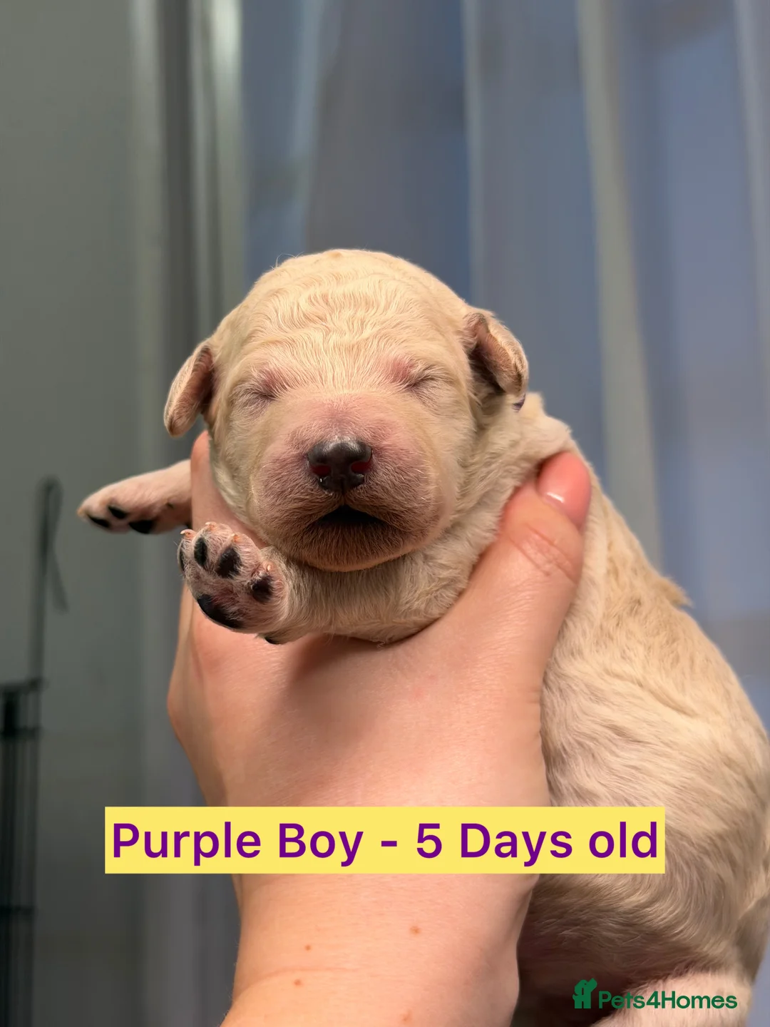 Standard Poodle dogs for sale: KC Reg, Fully Health Tested Standard Poodles  - Advert 4