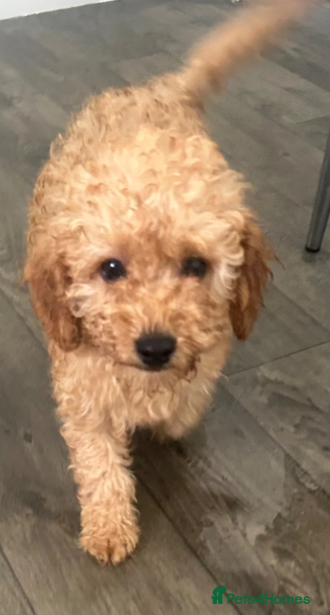 Toy Poodle dogs for sale: Toy poodle puppy  - Advert 1