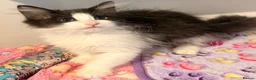 Siberian cats for sale: Full breed Siberian kittens ready now! - Advert 11