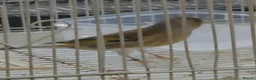 Finches birds for sale: 2026 bbc rung goldfinch mule - Advert 2