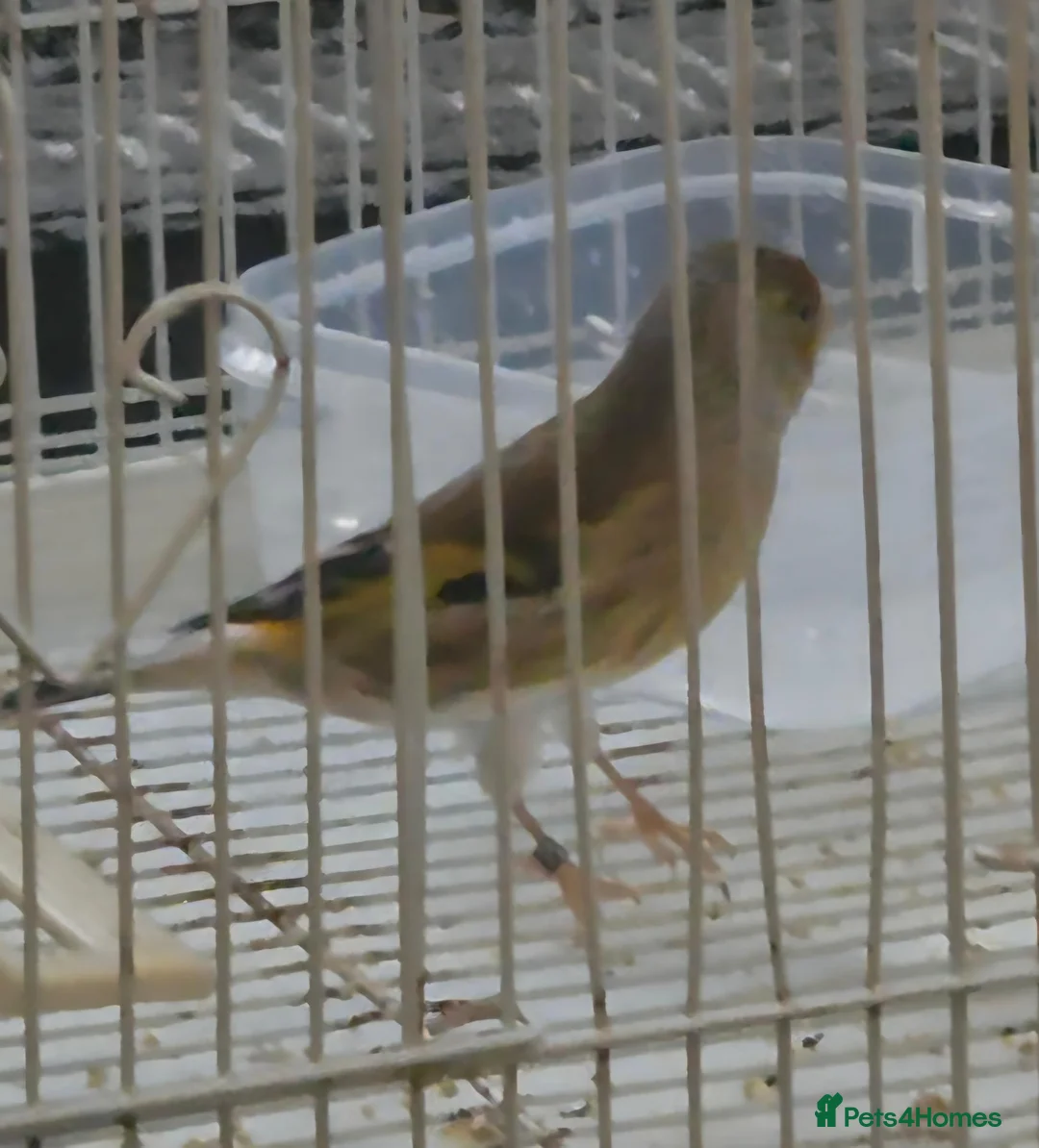 Finches birds for sale: 2026 bbc rung goldfinch mule - Advert 2