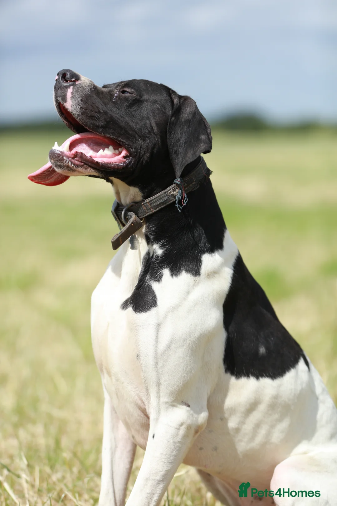 Pointer dogs for stud: Proven Health tested pointer  in Doncaster - Advert 10