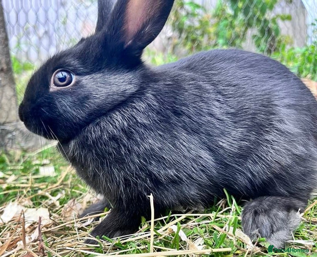 English rabbits for sale: New Zealand cross English babies - Image 3
