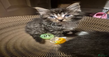 Mixed Breed cats - Advert 3