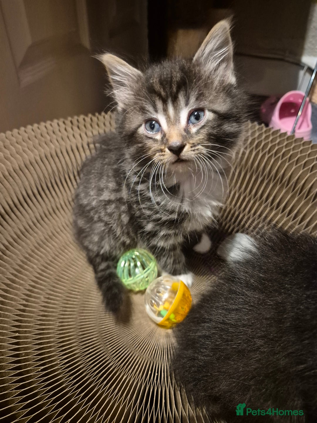 Mixed Breed cats for sale: 5 beautiful kittens  - Image 3