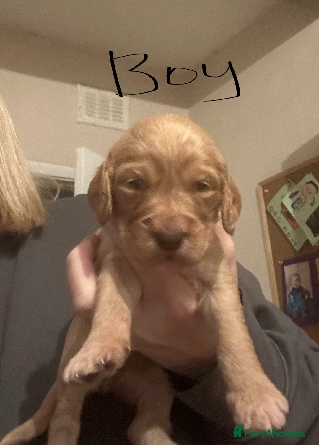 Cockapoo dogs for sale: Cockapoo puppies for sale  - Advert 12