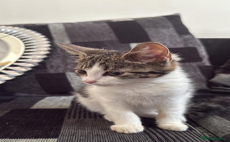 Domestic Shorthair cats - Advert 8