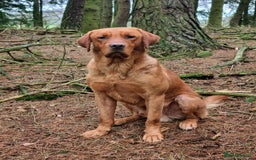 Labrador Retriever dogs for stud: Proven KC Fox Red Labrador Retriever  - Image 4