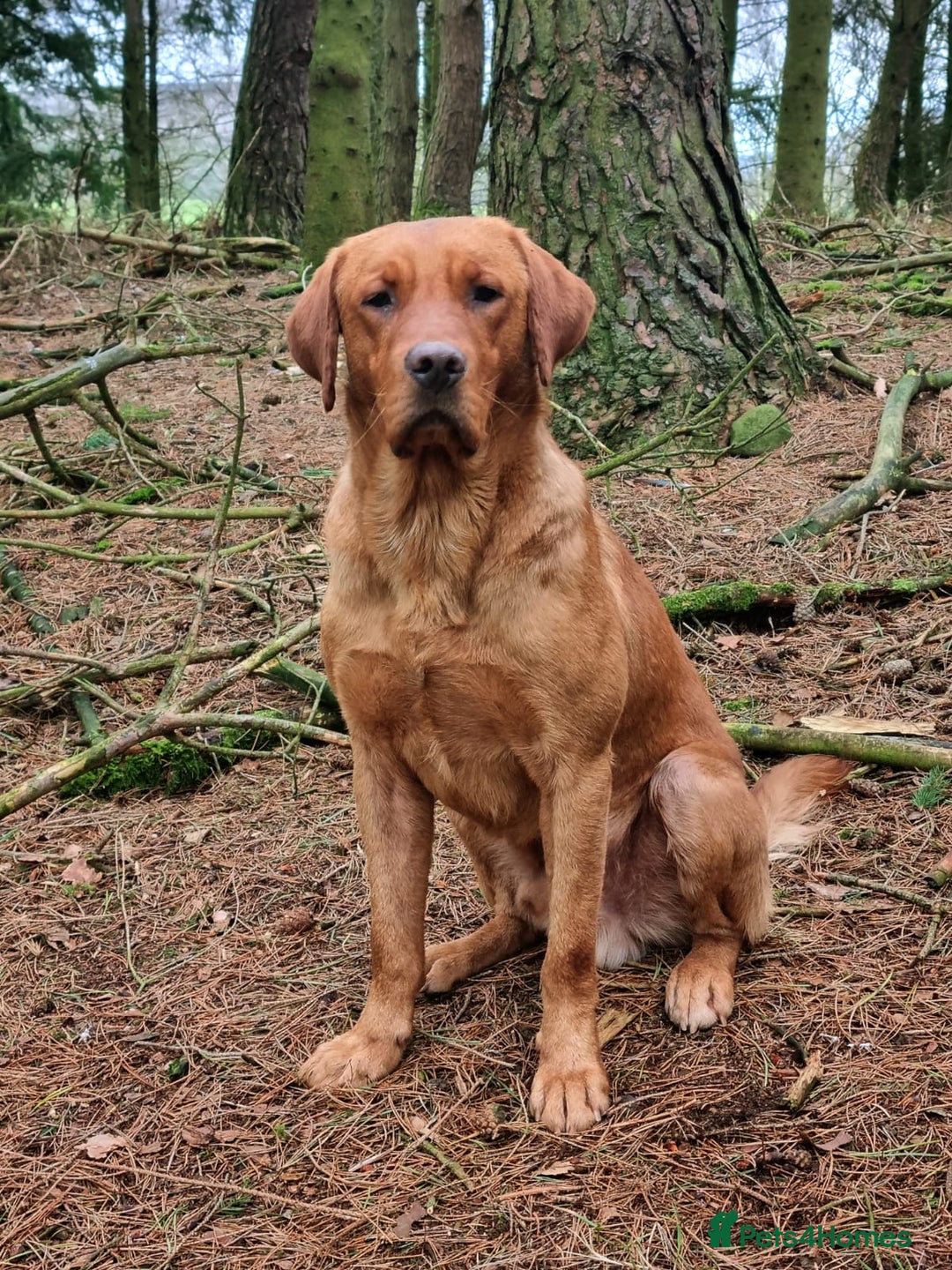 Labrador Retriever dogs for stud: Proven KC Fox Red Labrador Retriever  - Image 4