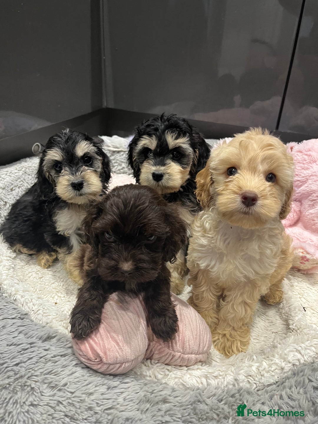 Cockapoo dogs for sale: Beautiful F1 Cockapoo puppies  - Image 15