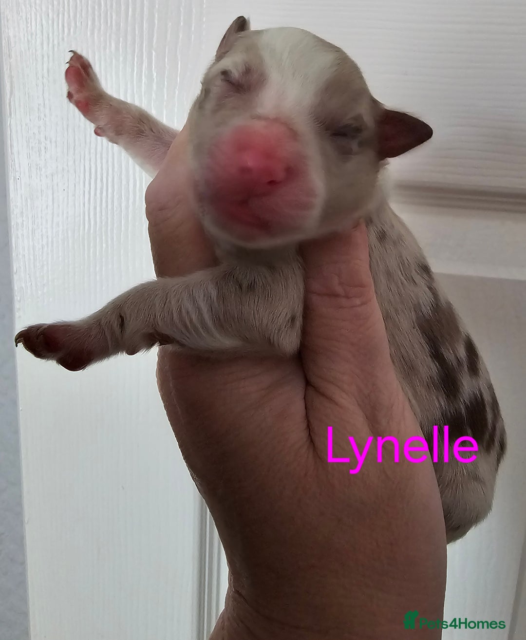 Border Collie dogs for sale: Border collie puppies  - Image 10