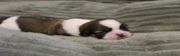 Shih Tzu dogs for sale: LOVELY SHIH TZU PUPPIES KC REG PEDIGREE  in Bootle - Advert 5