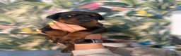 Dobermann dogs for sale: INTERNATIONAL CHAMPION EUROPEAN DOBERMANNS  - Advert 7