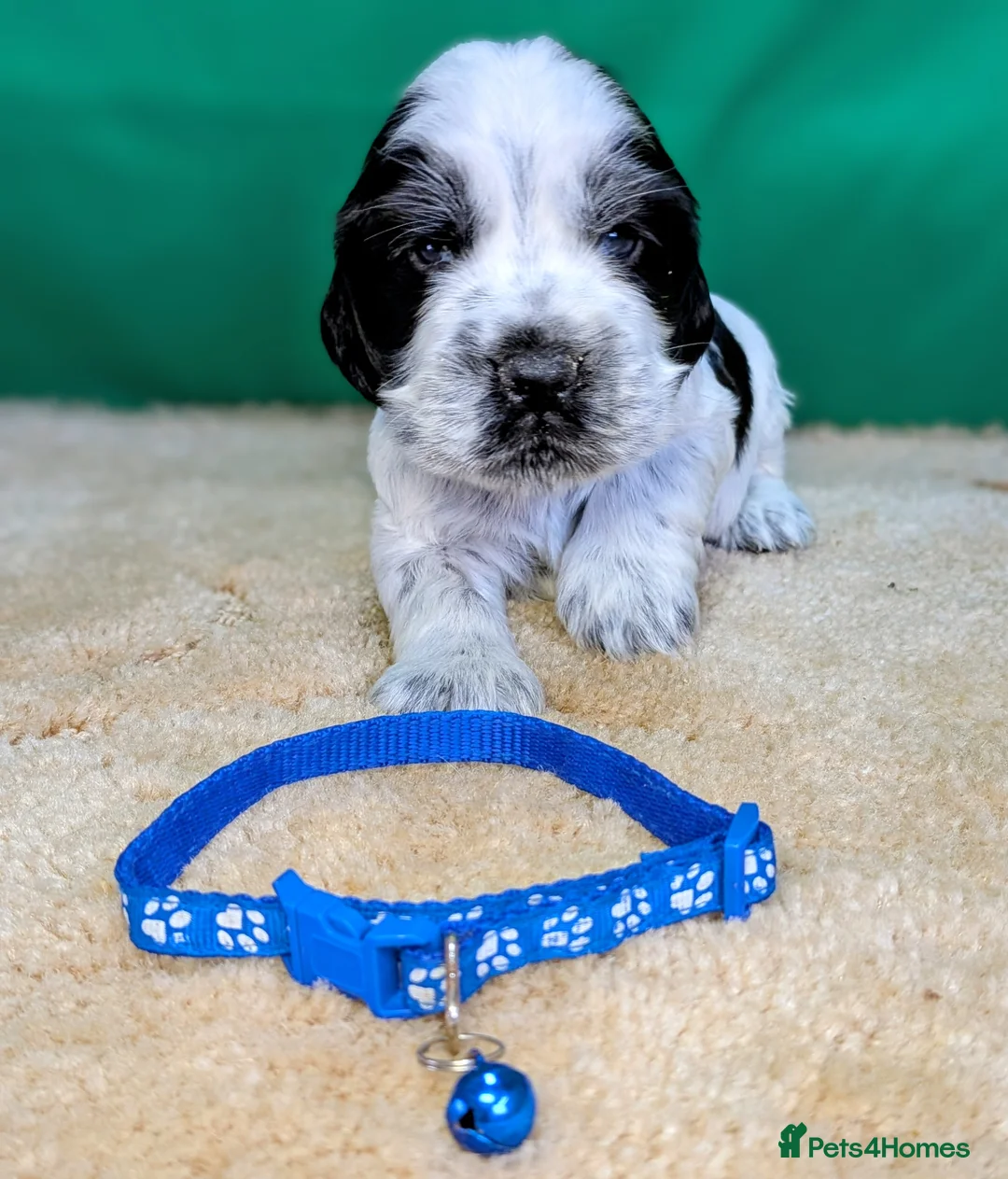 Cocker Spaniel dogs for sale: Beautiful Show Cocker Spaniel Puppies. - Advert 14