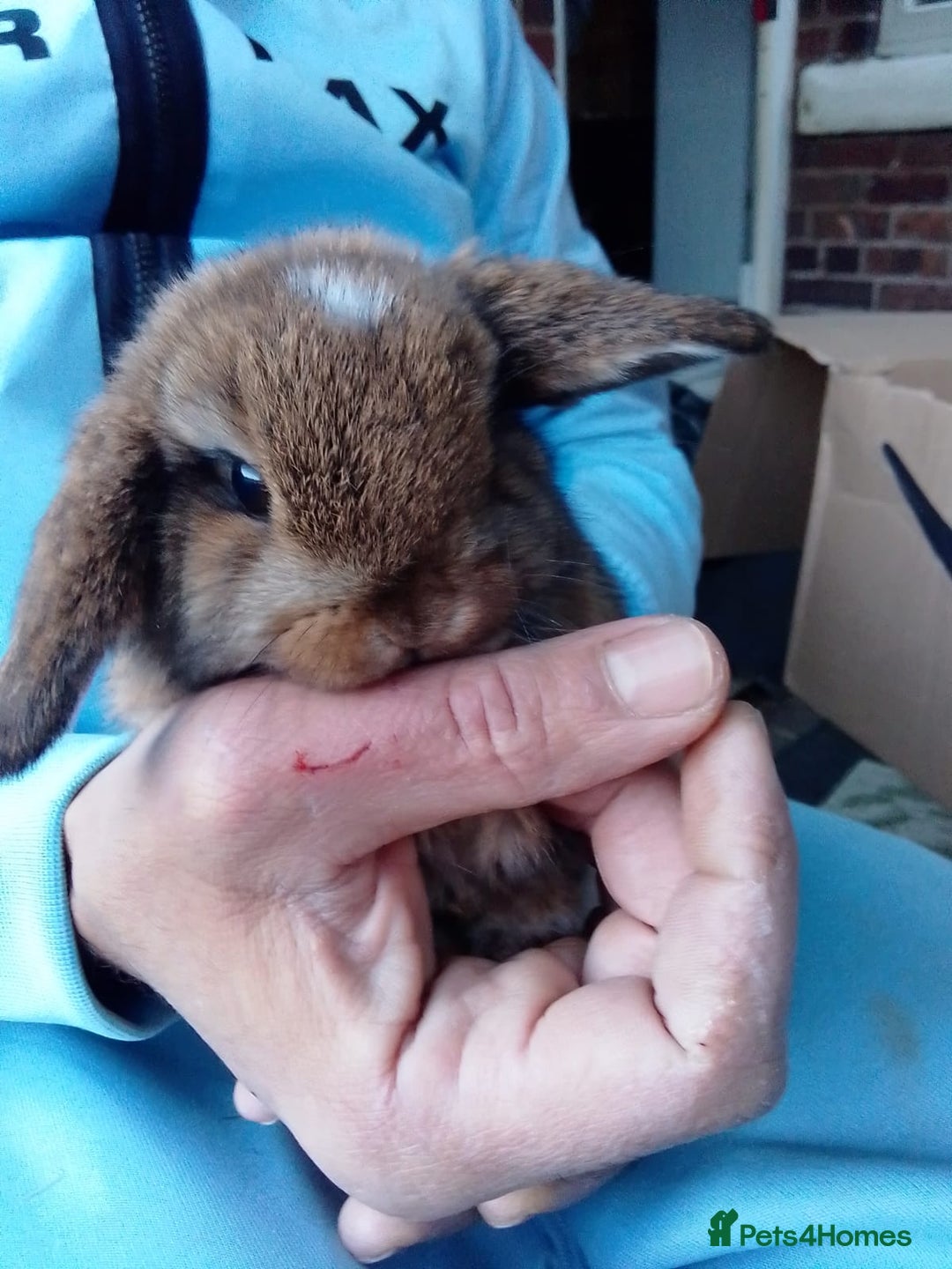 Mini Lop rabbits for sale: Beautiful Mini Lops ready on 14/12 - Advert 16
