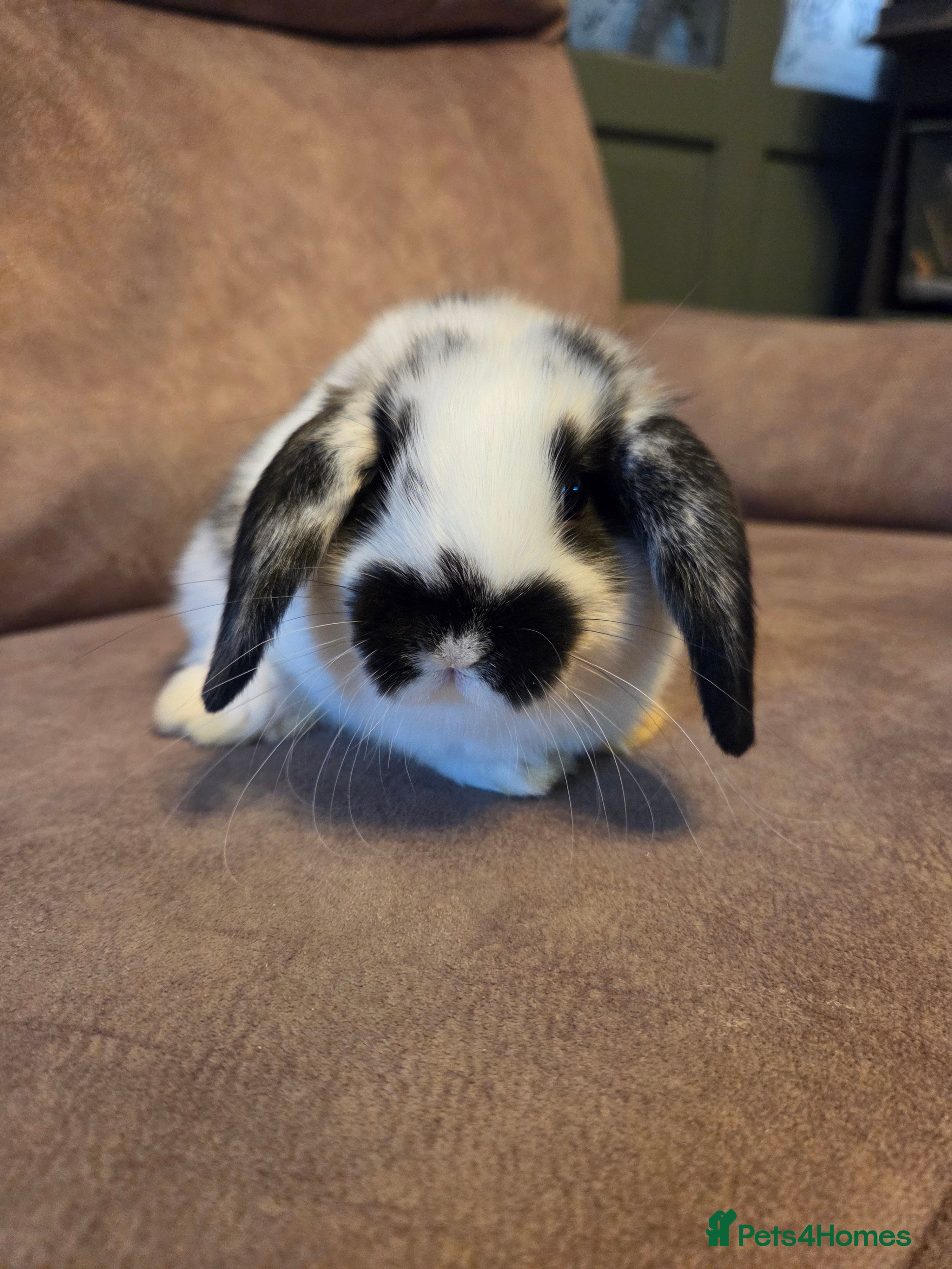Mixed Breed rabbits for sale: 9 week old mini lop buck  Silly tame loves cuddles - Advert 4