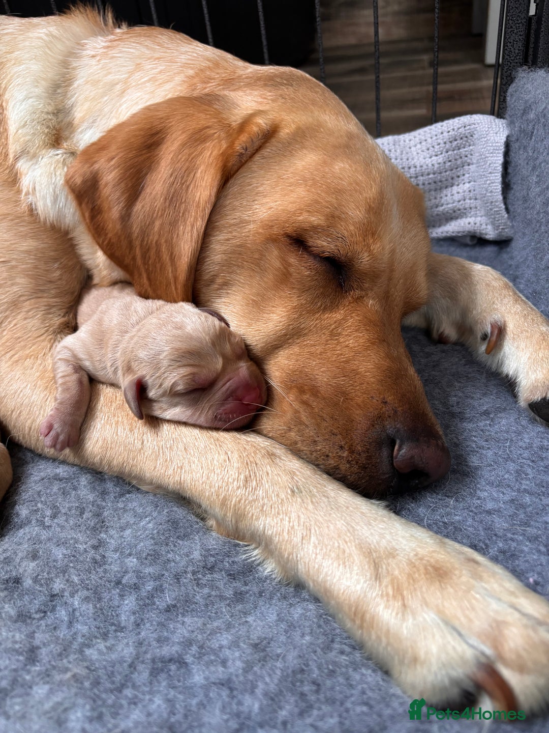 Labrador Retriever dogs for sale: Labrador Puppies Yellow & Red Fox  - Advert 7