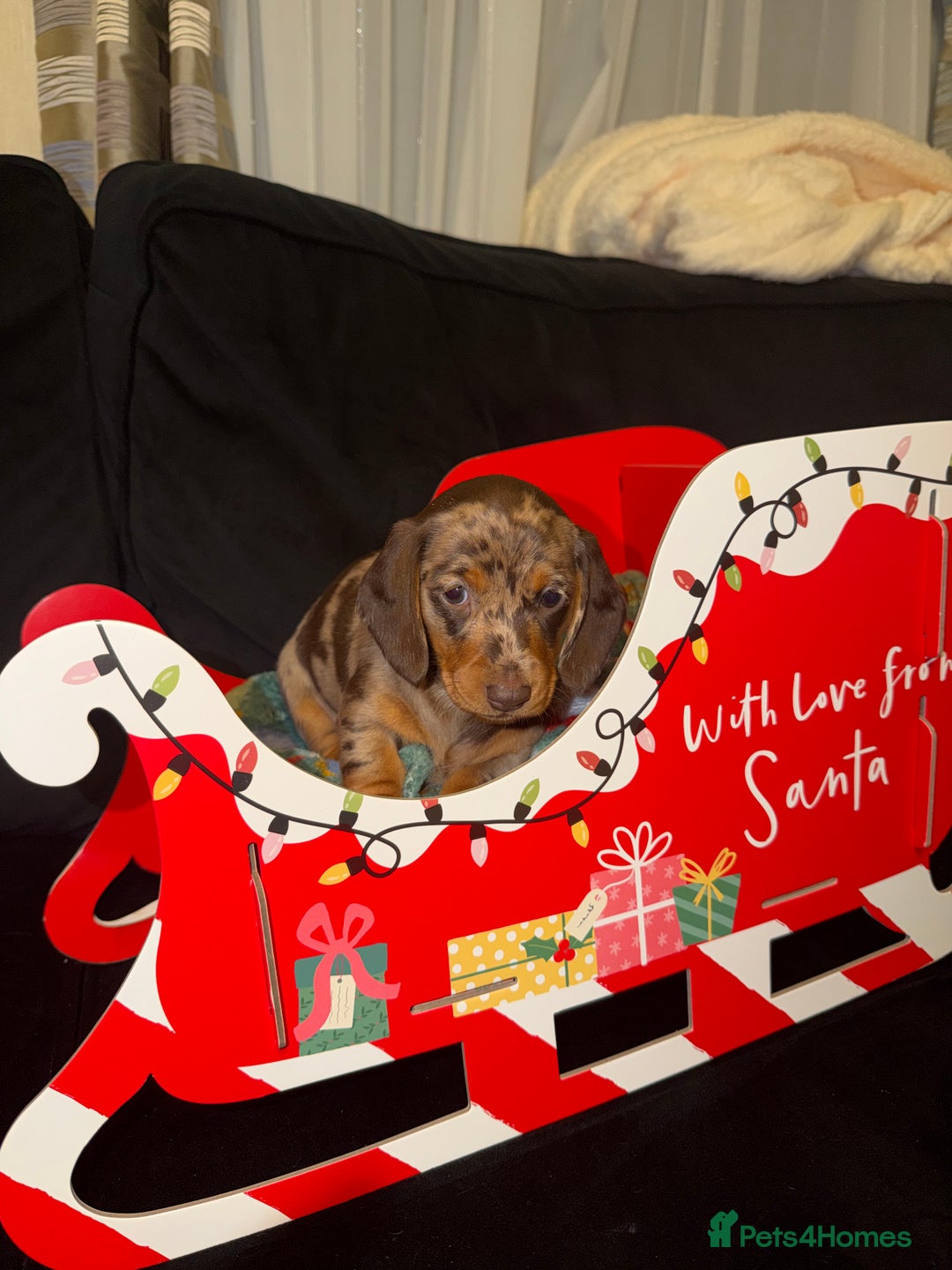 Miniature Dachshund dogs for sale: KC reg Miniature Dachshunds available 24thDecember - Advert 34
