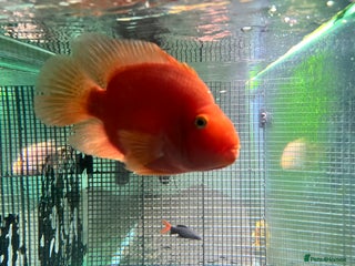 Cichlids fish - Advert 4