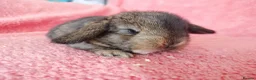 Mini Lop rabbits for sale: Baby mini lops for sale  - Advert 4