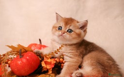 British Shorthair cats for sale: British SH and LH available  - Image 11