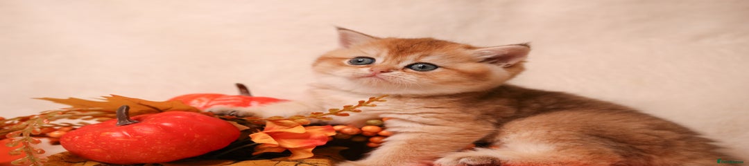 British Shorthair Kitten 3