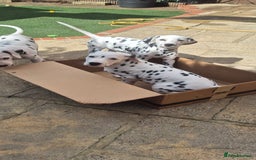 Dalmatian dogs for sale: 3 males available - Image 9