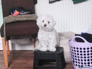 Bichon Frise dogs 3 beautifuls puppy Bichon Maltese - Advert 1