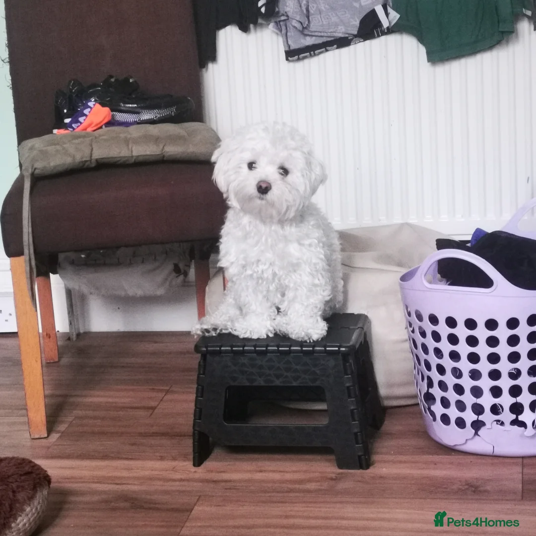 Bichon Frise dogs for sale: 3 beautifuls puppy Bichon Maltese - Advert 16