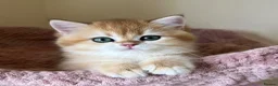 British Shorthair cats for sale: Quality Golden Kittens - Advert 2