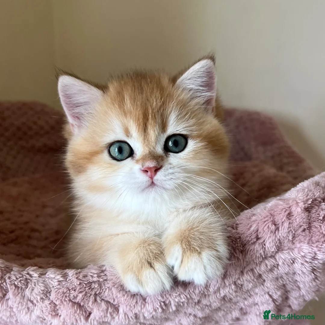 British Shorthair cats for sale: Quality Golden Kittens - Advert 2