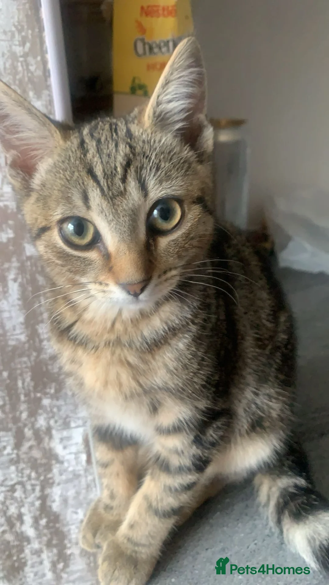 Mixed Breed cats for sale: Half Maine coon kittens calico  - Advert 4