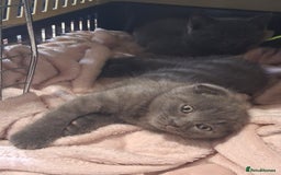 Scottish Fold cats for sale: Beautiful Grey Scottish Fold & Straight Kittens - Image 7