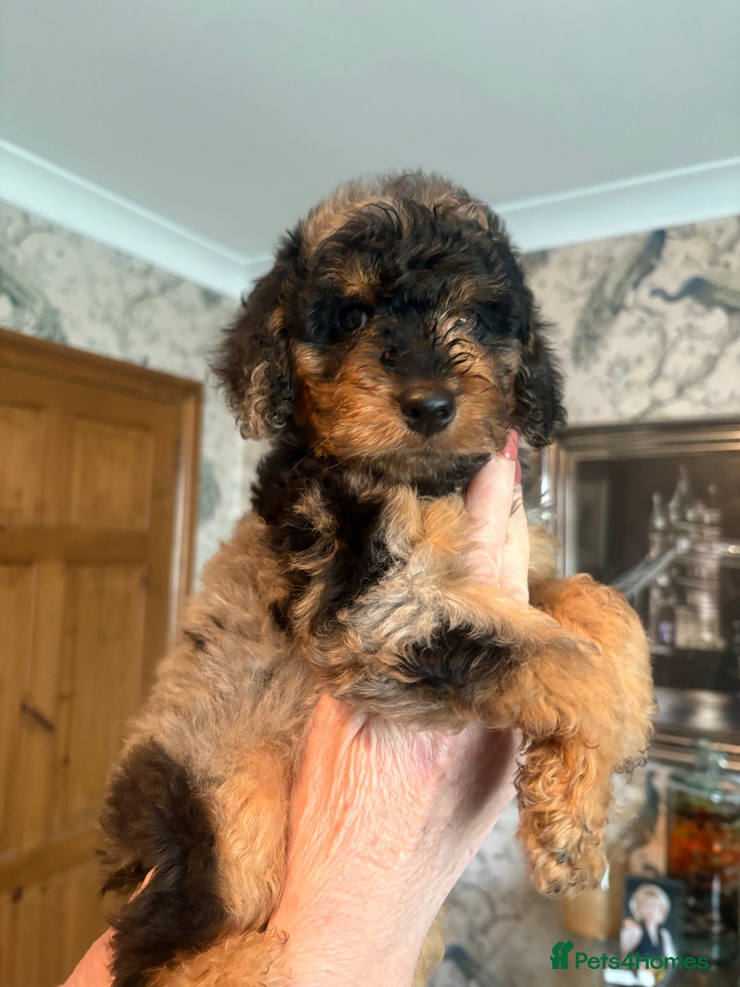 Cockapoo dogs for sale: 2 Male F2 Rare Merle Cockapoo Pups - Advert 10