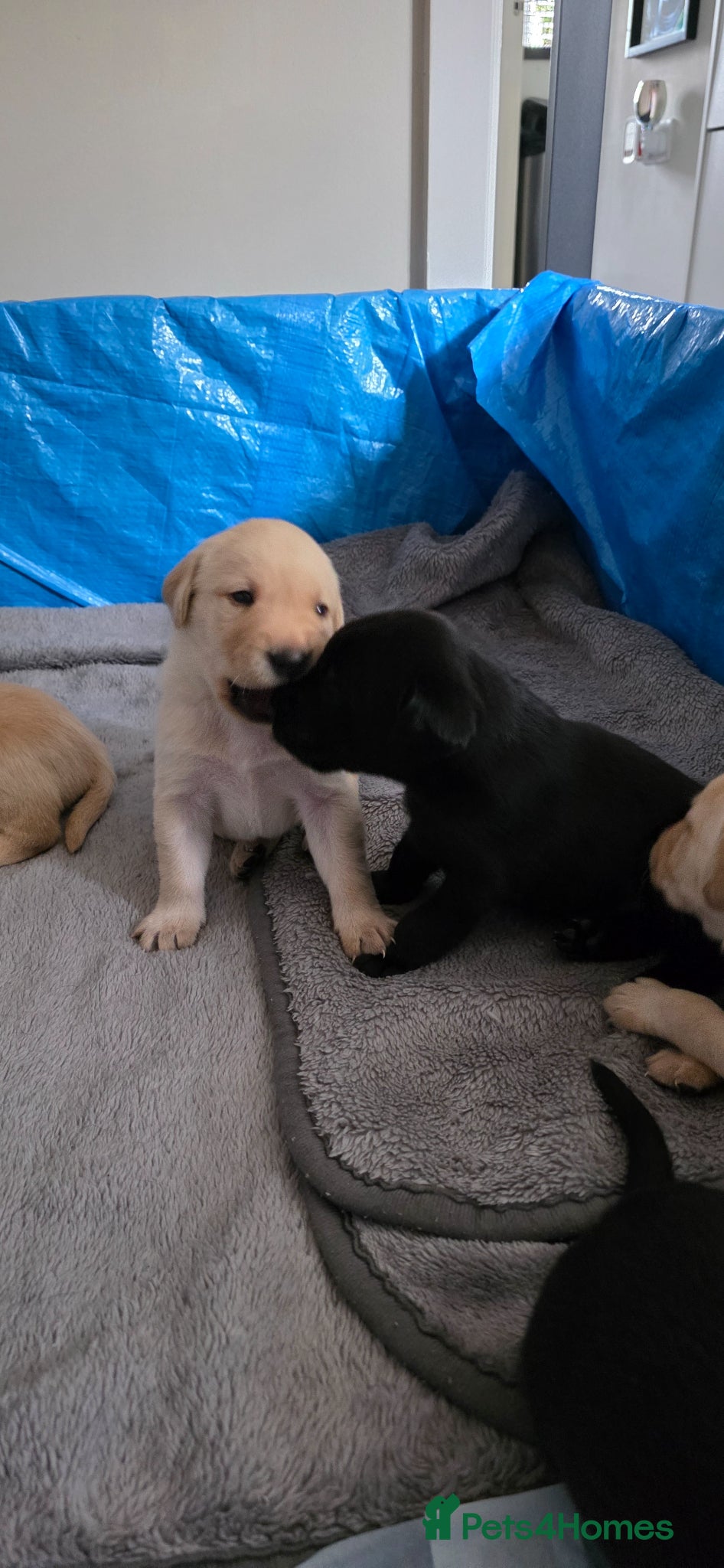 Labrador Retriever dogs for sale: Pure Breed Labrador Puppies  in Liskeard - Advert 8