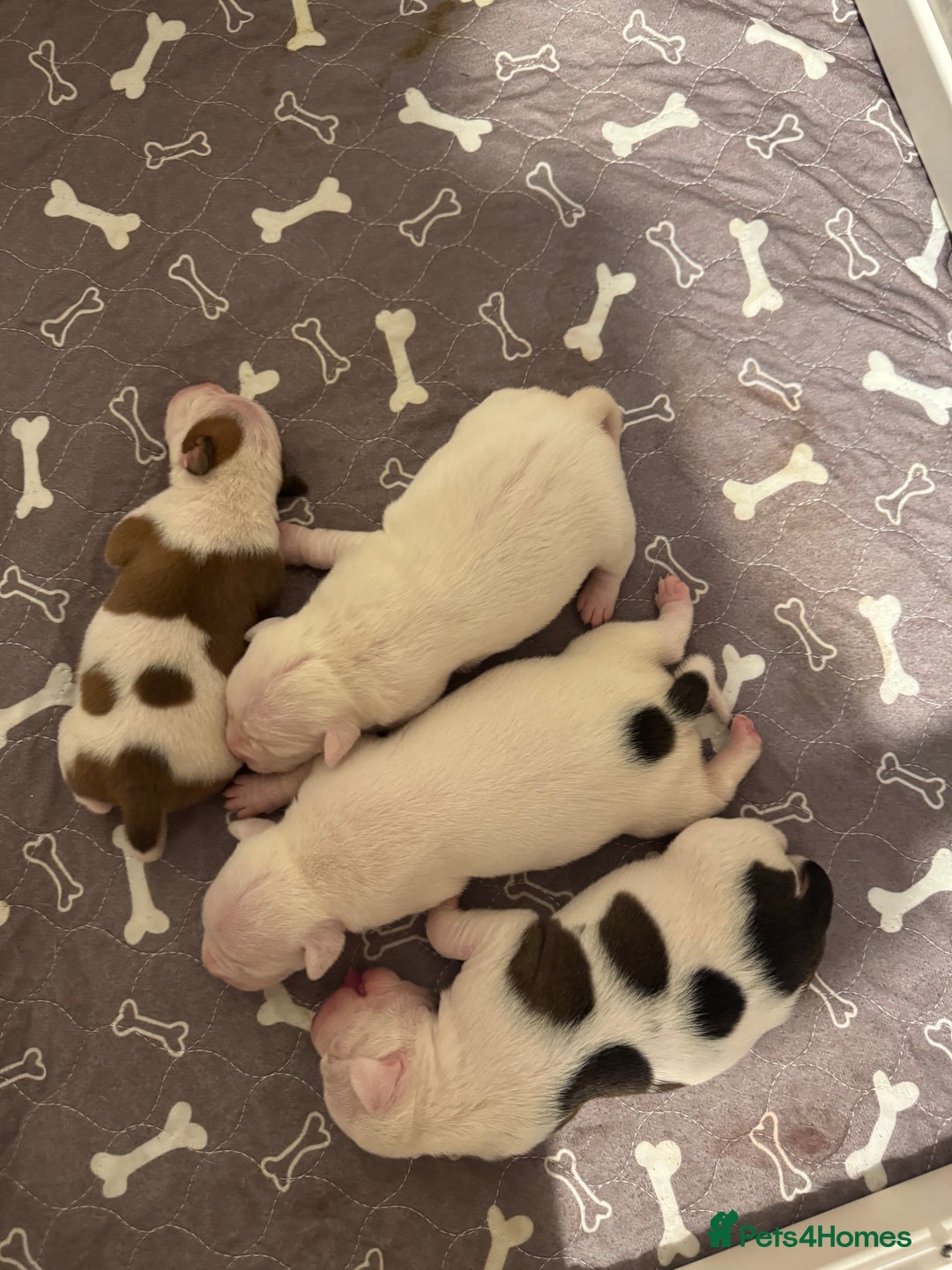 Staffordshire Bull Terrier dogs for sale: Staffordshire bull terrier puppies for sale Sale - Advert 6