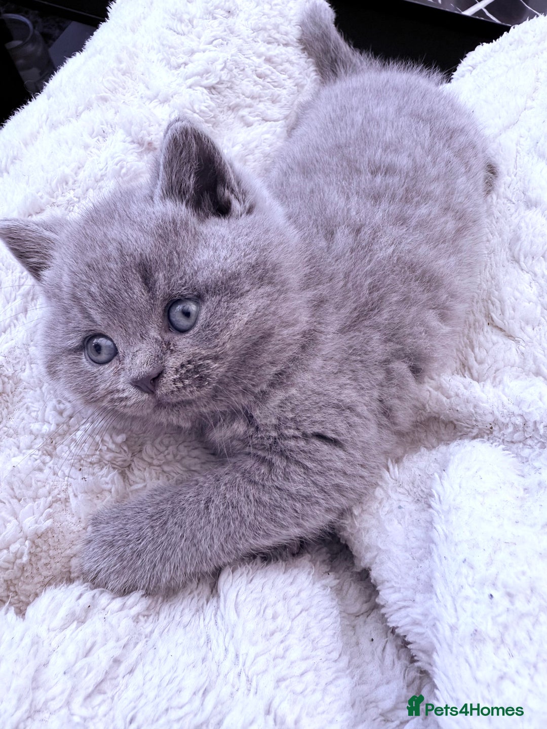 British Shorthair cats for sale: Gorgeous BHS kittens from grand champion gccf stud - Advert 6
