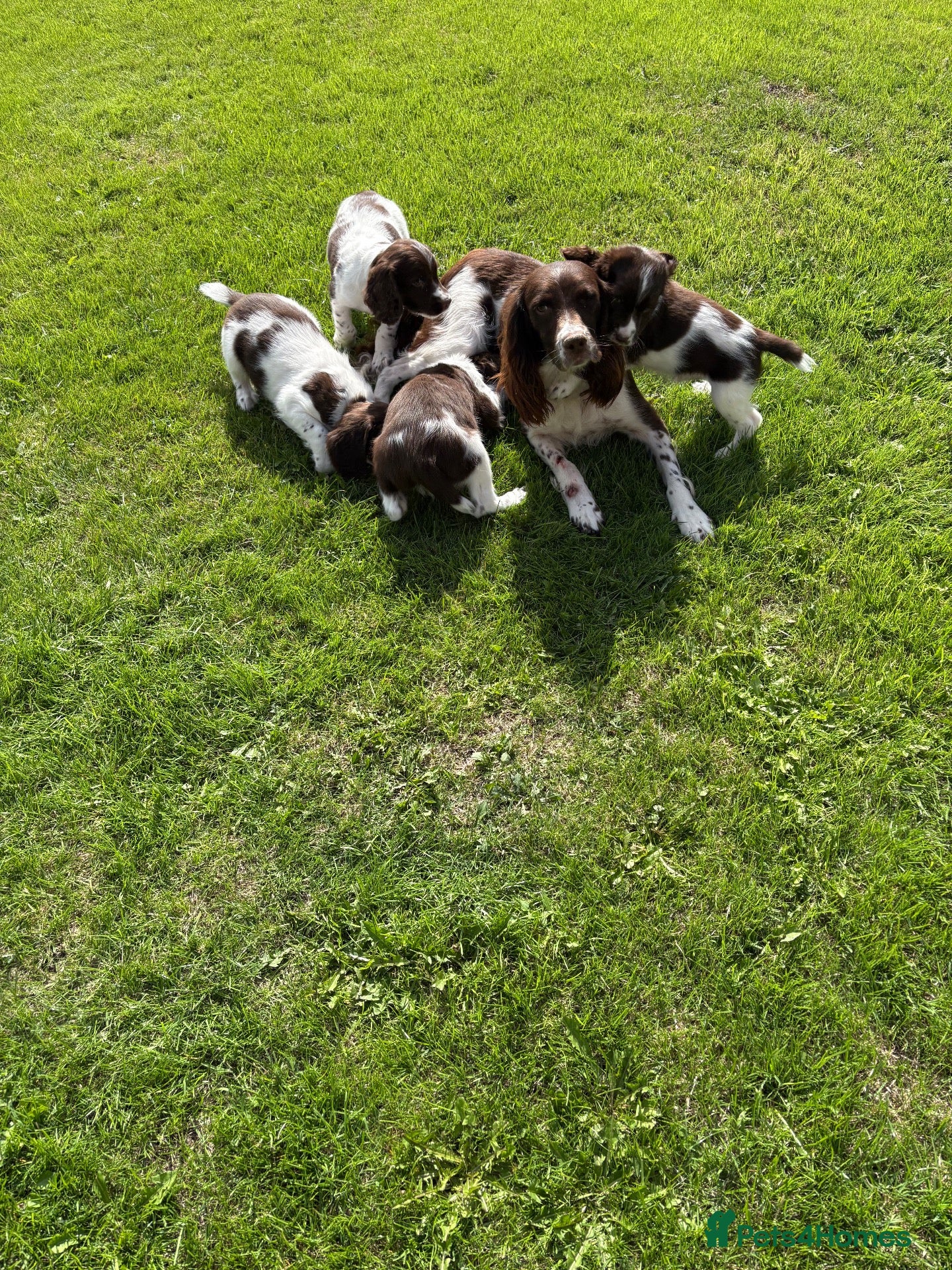 English Springer Spaniel dogs for sale: Very Well Bred Male Springer Spaniels - Advert 1