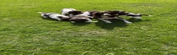 English Springer Spaniel dogs for sale: Very Well Bred Male Springer Spaniels - Advert 1