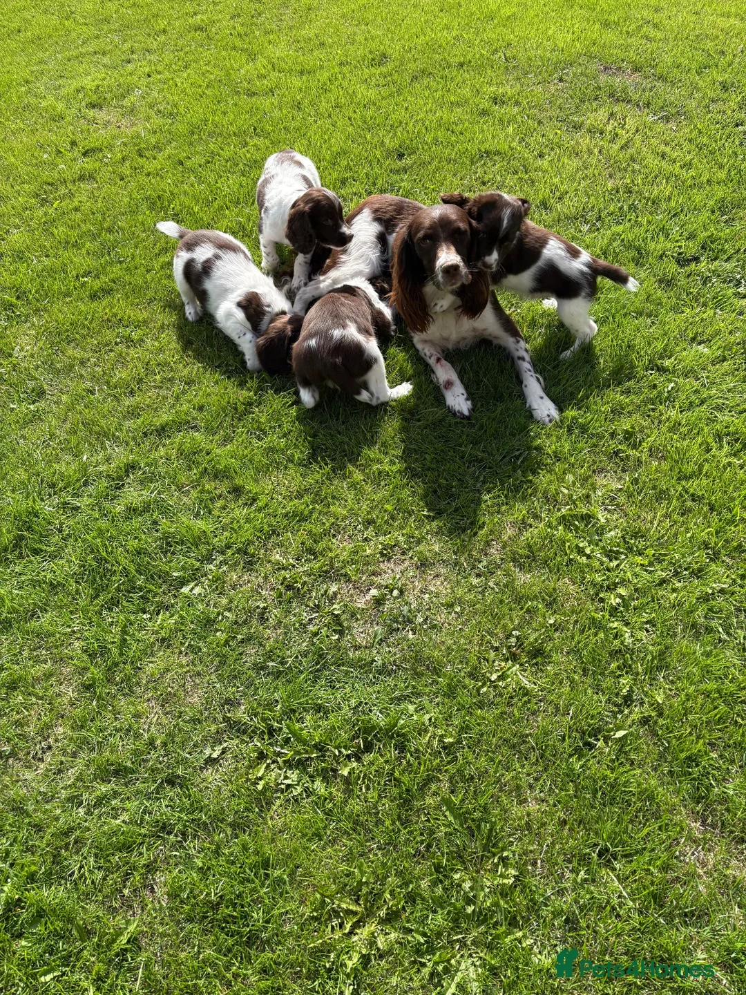 English Springer Spaniel dogs for sale: Very Well Bred Male Springer Spaniels - Advert 1