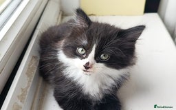 Mixed Breed cats for sale: 4 Kittens Ready to Go - Image 2