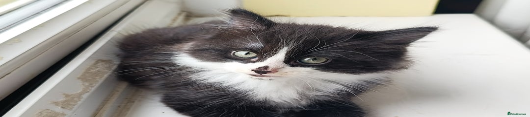 Mixed Breed Kitten 1