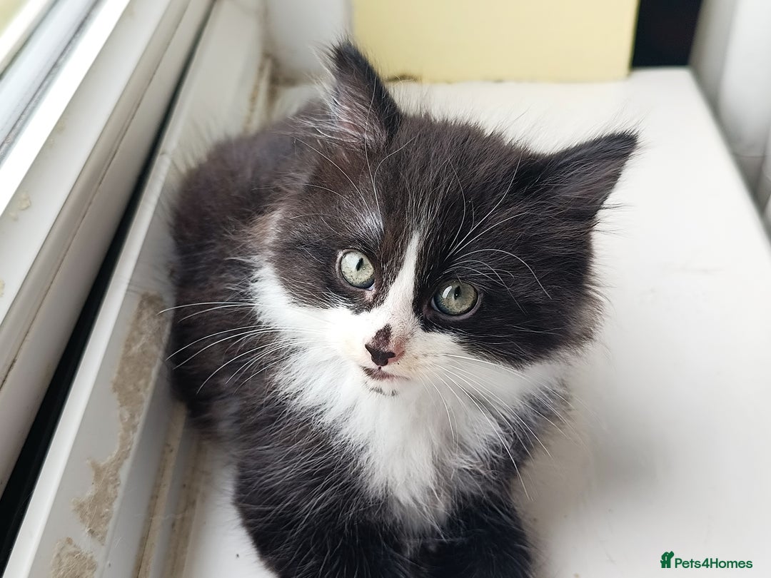 Mixed Breed cats for sale: 4 Kittens Ready to Go - Image 2